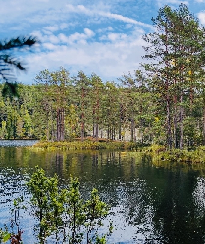 Lantligt fritidsställe med egen skog om 9 hektar!, bild 12
