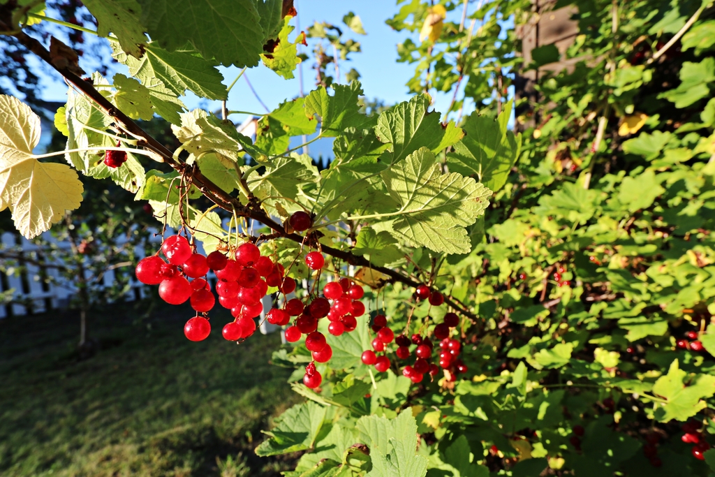 Röda vinbär i trädgården