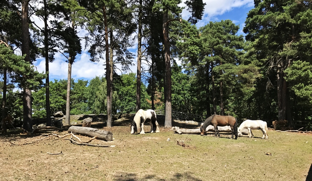 Aspuddensparkens hästar